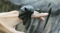 Domov bat: nega in vsebina